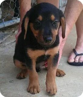 Doberman Shepherd (Doberman Pinscher-German Shepherd Mix) In