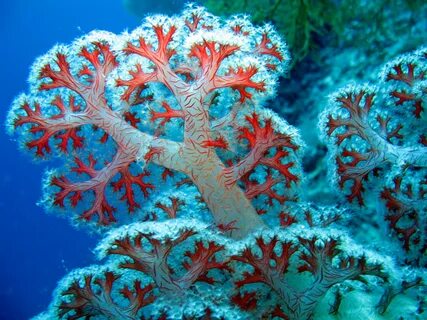 Coral Reef Coral reef pictures, Ocean plants, Soft corals