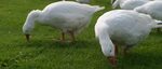 How To Keep Geese From Eating Grass Seed / Birds Of Prey Kee