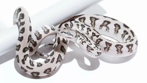 Axanthic Carpet Pythons - Morelia spilota