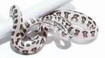 Caramel Zebra Jaguar Carpet Python - Food Ideas