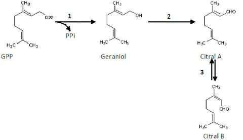 Biosynthesis of citral in lemongrass (Cymbopogon citratus) l