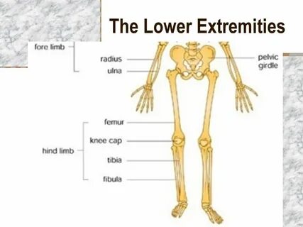 HUMAN ANATOMY The Appendicular Skeleton Ch ppt video online 