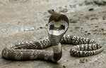 8-Foot King Cobra Found in Orlando After Over a Month on the
