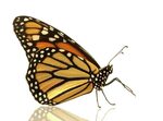 Monarch Butterfly Drawing Side at GetDrawings Free download