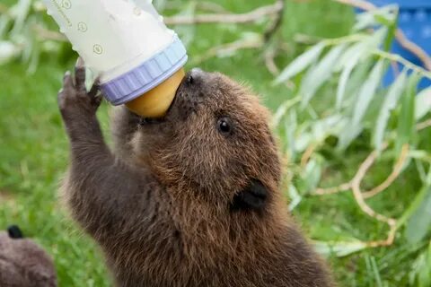 Beaver Baby beaver, Beaver, Therapy animals