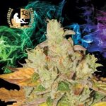 Orange Diesel V3 ODV3 Regular Cannabis Seeds - Lady Sativa G