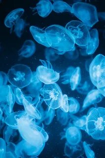 Jelly fields.. Blue jellyfish, Jellyfish, Animals