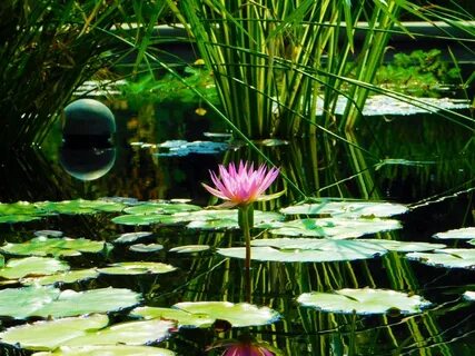 池, 緑, 蓮 の 無 料 の 写 真 素 材