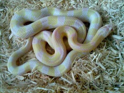 Bubblegum Snow Corn Snake