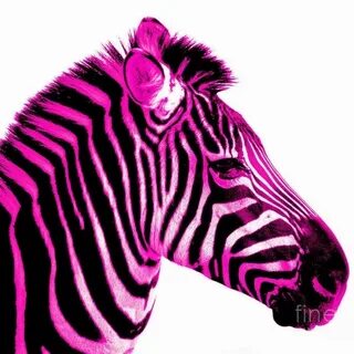 Pink Zebra - YouTube