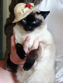 50 Pictures of Cats in Hats 2022 This Blog Rules