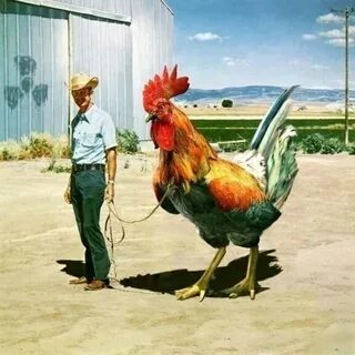 A man walking a giant rooster - Weird Picture Archive