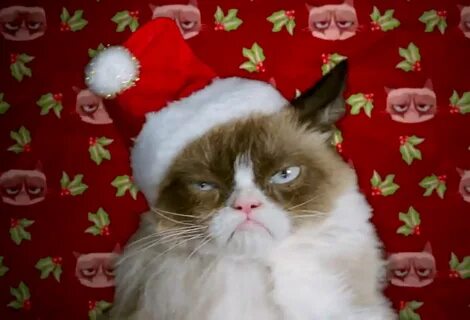 NextStories - Talkino Grumpy cat christmas, Grumpy cat movie