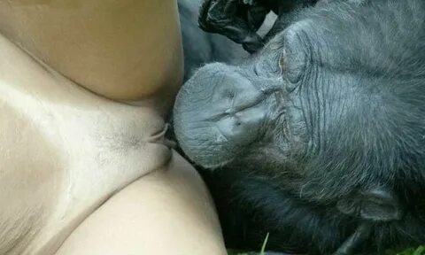 Gorilla oral sex