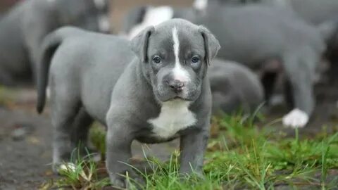 "American Pit Bull Terrier" Puppies For Sale Los Angeles, CA