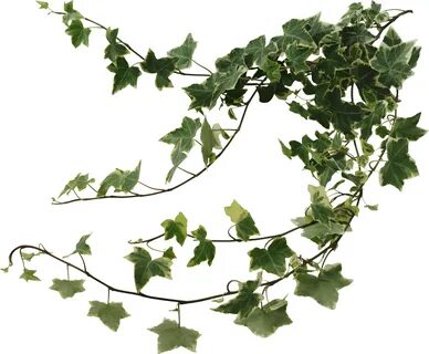 Vines clipart english ivy, Picture #2172272 vines clipart en