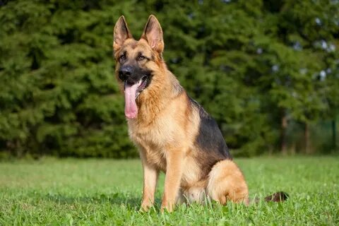 Seven Facts About German Shepherd Dogs - Seite 3 von 16 - Fr