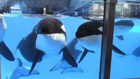 Killer Whale Post Show Enrichment (5/18/17) - YouTube