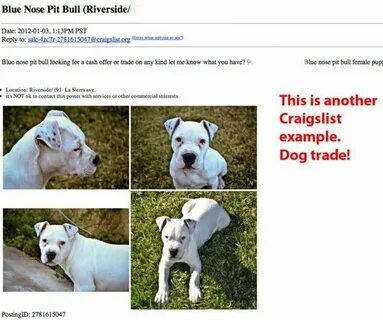 craigslist ok pets Online Shopping