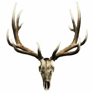 Skull Decal - Elk Elk skull, Deer skull tattoos, Skull decal