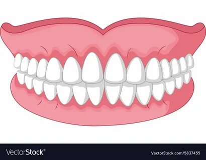 Cartoon model of teeth isolated on white background. Downloa