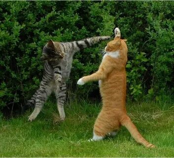 Cat Fight Latest Memes - Imgflip
