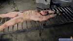Male bondage torture