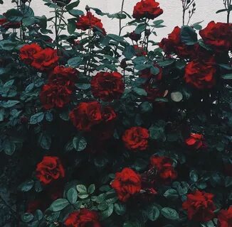 Red Rose Background Tumblr posted by Ethan Johnson
