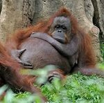10. Орангутан - 15 животных, которые совсем скоро станут мам