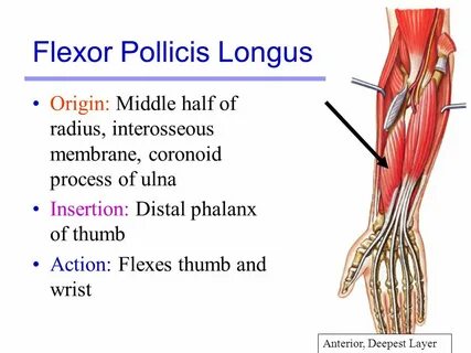 Muscles Martini Chapter ppt video online download