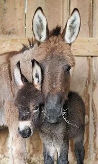 Cute animals, Animals wild, Cute donkey