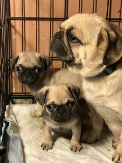33 HQ Photos Pug Puppies For Sale Mn : Puppies For Sale Mn -