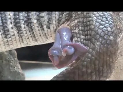 無 修 正)サ バ ン ナ モ ニ タ-の へ ミ ペ ニ ス Savannah Monitor Hemipenis -