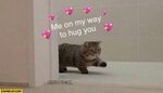 Cat Hug Meme - bmp-flow