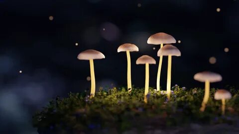 Steam Community :: :: Mysterious Fungi