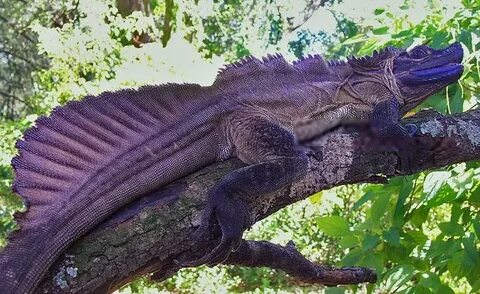 The Philippine Sailfin Dragon (Hydrosaurus pustulatus) the u