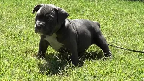 Extreme XL Pocket Blue bully pit bull pup SUPERSTAR female @