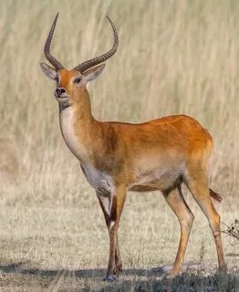 Pin on Nyala, Waterbuck, & Bushbuck antelopes