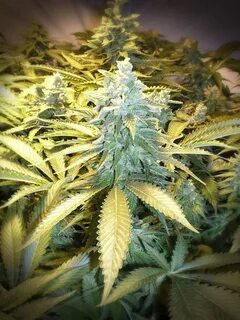 Snow White Strain - Regular Seeds From 20.88$ / 10 Seeds