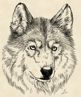 Arctic wolf face by LauraMSS on DeviantArt Wolf face, Wolf s