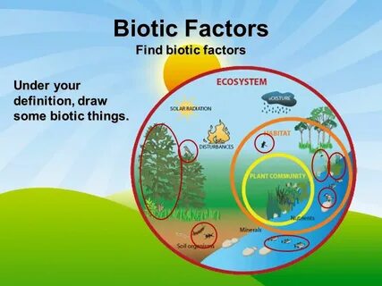 Energy Flow in Ecosystems. Components of an Ecosystem living