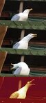 Laughing seagull Memes - Imgflip