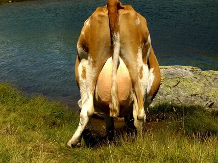 Cow drinks water back portrait free image download