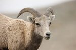 Ovis canadensis (Bighorn Sheep)