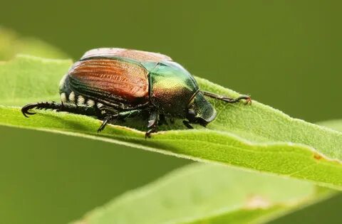 Japanese beetle husk pictures