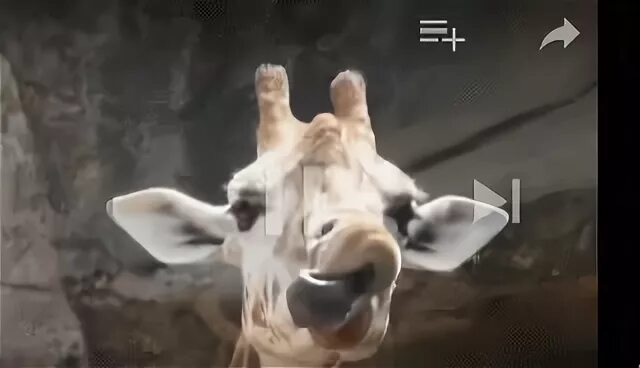 Giraffe Tongue GIF - Giraffe Tongue - Discover & Share GIFs