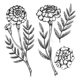 Pencil Sketch Calendula Flower Stock Illustrations - 73 Penc