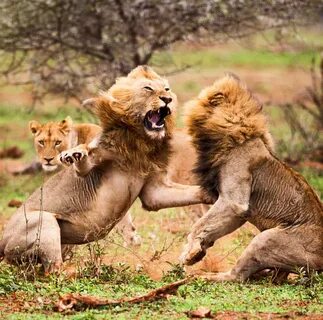 Account Suspended Animals beautiful, Animals wild, Lions pho