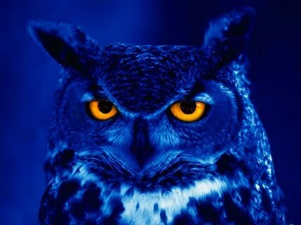 HD desktop wallpaper: Animals, Night, Owl, Bird, Predator, Y